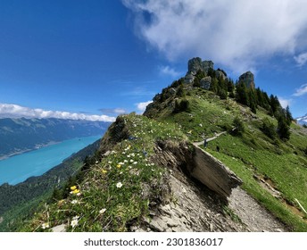 Amazing landscape during summer season in Daube trail with blooming alpine flowers and Lake Brienz view, Schynige Platte, Canton of Bern Switzerland.