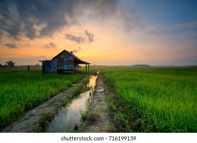 Amazing landscape with green paddy field  with beautiful sunrise background, beautiful natural wallpaper - Shutterstock ID 716199139