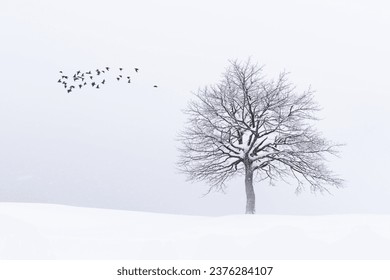 Amazing landscape with a lonely snowy tree in a winter field and flock of birds. Minimalistic scene in cloudy and foggy weather - Powered by Shutterstock