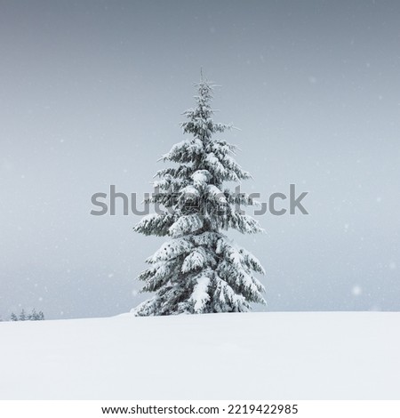 Amazing landscape with a lonely snowy tree in a winter field. Minimalistic scene in cloudy and foggy weather