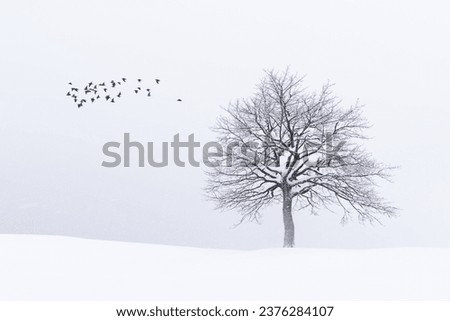 Amazing landscape with a lonely snowy tree in a winter field and flock of birds. Minimalistic scene in cloudy and foggy weather