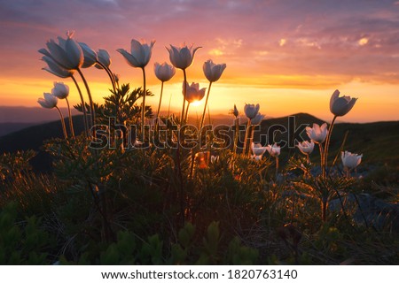 Amazing landscape with magic pink rhododendrone and white flowers on summer mountains. Incredible sunset light. Nature background. Landscape photography
