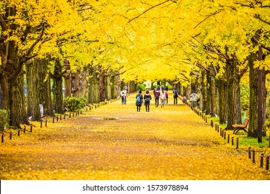 Ginkgo Avenue Images Stock Photos Vectors Shutterstock