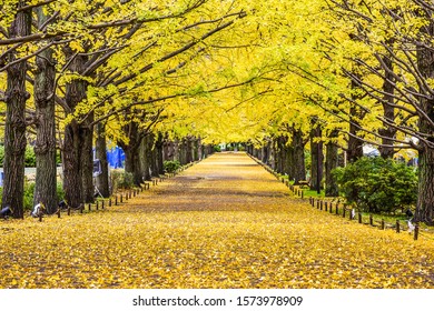 Ginkgo Avenue Images Stock Photos Vectors Shutterstock