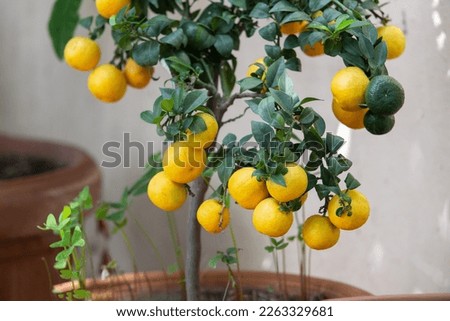  Amazing  lemons fruits on lemon tree - potted plant in Sicily. Beauty in nature of southern Italy and backgrounds of natureand agriculture.