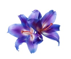 Amazing Lily Flowers In Blue And Violet Colors Isolated On White