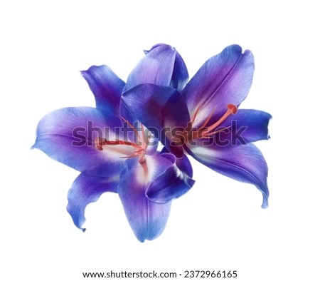 Amazing lily flowers in blue and violet colors isolated on white