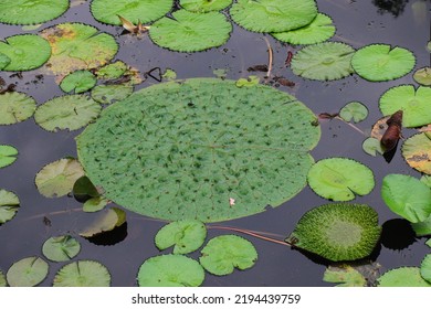 Amazing Lilypad In The Pond In Closeup (Plant Photography)