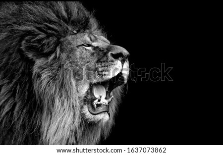 Amazing Lion Roaring Black Face