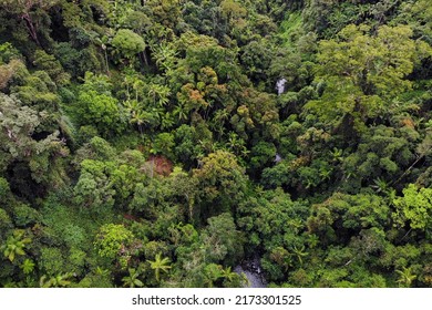 Amazing Lush Rainforest In Queensland, Australia From Aerial View. Bright Green, Natural Colours. 