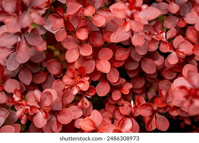 Amazing Macro Shot of Berberis Thunbergii Leaves