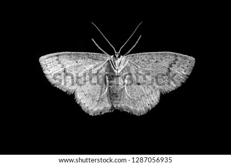 amazing macro shot with white moth bottom close up on isolated black background