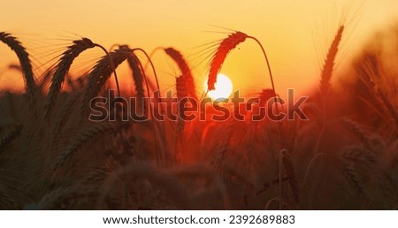 Amazing magic golden sunlight on field of wheat. Macro. Big circle of sun. Wheat crop sways on the field at sunset. Original high quality video 4k. Nobody.