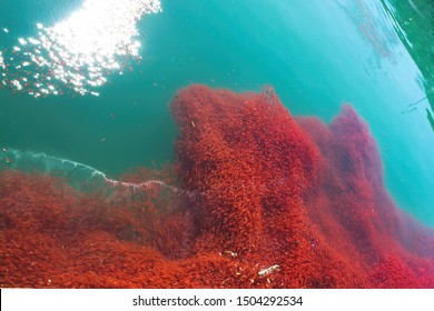 amazing too many lobster krill in the sea water New Zealand - Shutterstock ID 1504292534
