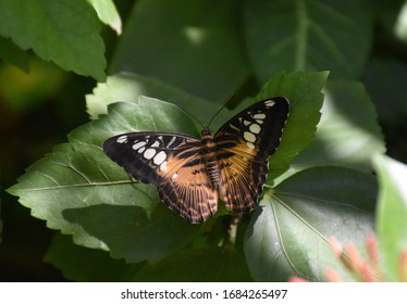 Amazing Markings On A Brown Clipper Butterfly.