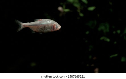 An Amazing Mexican Tetra That Has No Eyes.