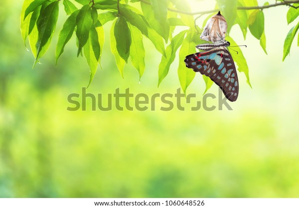 Amazing\
moment about butterfly change form\
chrysalis.