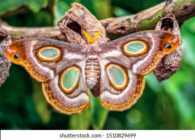 butterfly cocoons