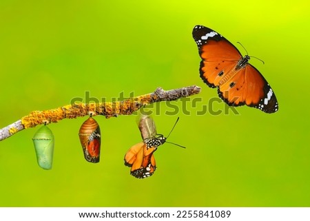 Amazing moment . caterpillar, Large tropical butterfly hatch from the pupa, and emerging with clipping path. Concept transformation of Butterfly