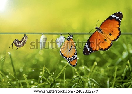 Amazing moment ,Large tropical butterfly hatch from the pupa and emerging with clipping path.  Concept transformation of Butterfly