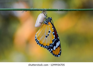 Amazing Moment Monarch Butterfly Caterpillar Chrysalis Stock Photo ...