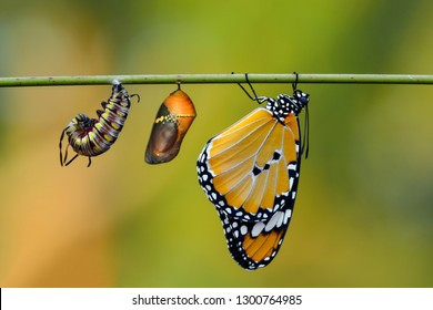 Amazing Moment Monarch Butterfly Caterpillar Chrysalis Stock Photo ...