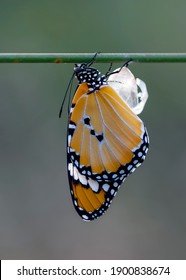 Amazing moment ,Monarch Butterfly , caterpillar, pupa and emerging with clipping path.