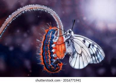 Amazing Moment ,Monarch Butterfly , Caterpillar, Pupa And Emerging With Clipping Path.