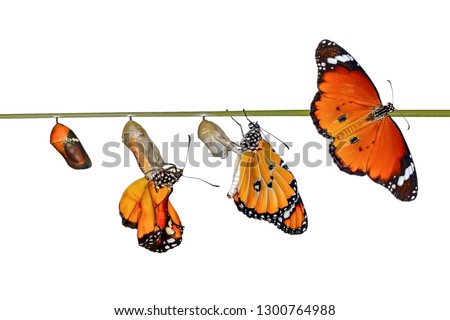Amazing moment ,Monarch butterfly and caterpillar and chrysalis