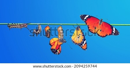 Amazing moment ,Monarch Butterfly , caterpillar, pupa and emerging with clipping path.