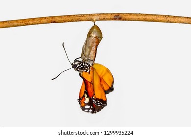 Amazing moment ,Monarch butterfly emerging from its chrysalis