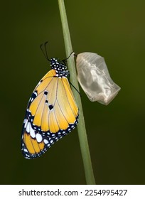 Amazing moment ,Monarch Butterfly , pupa and emerging with clipping path. - Shutterstock ID 2254995427