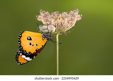 Amazing moment ,Monarch Butterfly , pupa and emerging with clipping path. - Shutterstock ID 2254995429