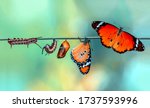 Amazing moment ,Monarch Butterfly, pupae and cocoons are suspended. Concept transformation of Butterfly