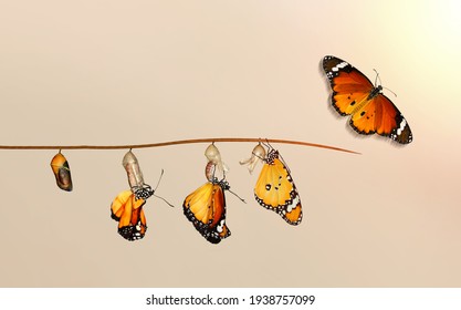 Amazing moment ,Monarch Butterfly, pupae and cocoons are suspended. Concept transformation of Butterfly - Shutterstock ID 1938757099