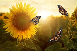 Amazing Monarch Butterflies In Sunflower Field At Sunset