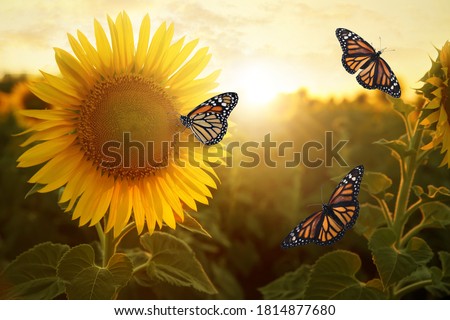 Amazing monarch butterflies in sunflower field at sunset