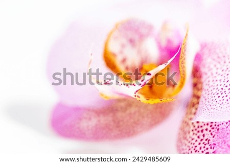 Amazing and Monstrous Pink with Dots Phalaenopsis Manhattan Orchid Flower Macro. Natural Floral Background