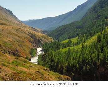 Amazing mountain stormy river in summer in a mountain cedar forest lowland. Awesome highland scenery with beautiful glacial streams among sunlit hills and rocks. Altai Mountains.  - Shutterstock ID 2134783379