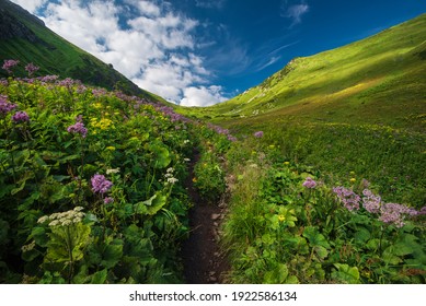 An amazing mountain valley full of fresh grass and blooming flowers and a sidewalk leading to the valley. High Tatras NP, Vysoke Tatry, Slovakia