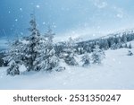 amazing mountain winter landscape with fir trees at dawn. natural Christmas background