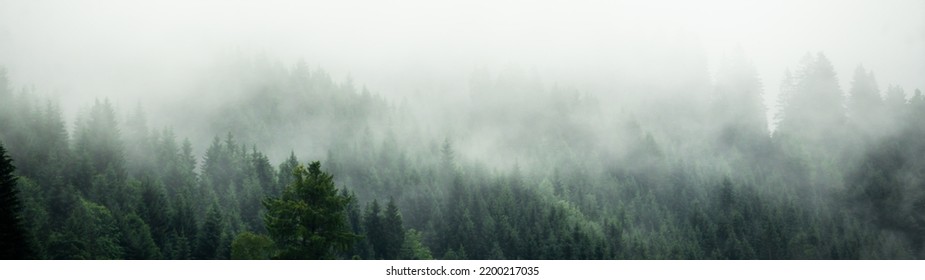 Amazing mystical rising fog forest trees landscape in black forest ( Schwarzwald ) Germany panorama banner  - Dark mood	 - Powered by Shutterstock