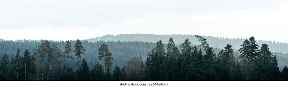 Amazing mystical rising fog forest trees woods landscape view in black forest blackforest ( Schwarzwald ) Germany wide long panoramic panorama banner  - Powered by Shutterstock