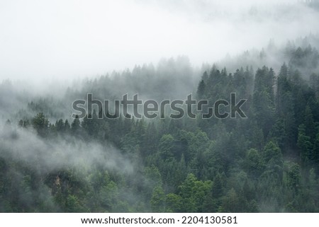 Amazing mystical rising fog forest trees landscape in black forest ( Schwarzwald ) Germany panorama background  - Dark mood	
