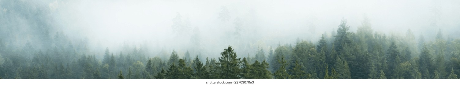 Amazing mystical rising misty fog forest woods trees wide panoramic landscape in black forest ( Schwarzwald ) Germany panorama banner long 	 - Powered by Shutterstock