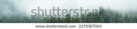 Amazing mystical rising misty fog forest woods trees wide panoramic landscape in black forest ( Schwarzwald ) Germany panorama banner long 	
