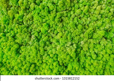Amazing natural texture of reindeer moss. Decoration made of lichen Cladonia rangiferina. Green moss on the wall. Art background with copy space. Picture from organic material. Beauty of earth.