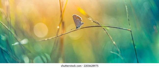 Amazing Nature Banner. Panoramic Closeup, Autumn Grass Meadow Majestic Sunset Light Over Butterfly Dream Background. Beautiful Inspirational Natural Macro. Bright Colorful Abstract Blur Bokeh Sunlight