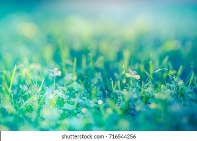 Amazing Nature Closeup Green Grass Meadow Background Under Sunlight