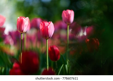 Amazing nature concept of pink tulip flowering under sunlight at summer or spring day landscape. Natural view of tulip flowers bloom in garden with green grass as morning spring background for 8 march